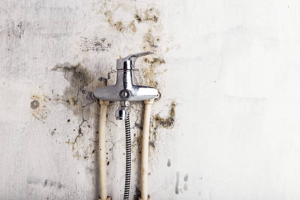 Best Toxic Mold Removal  in Bnchard, LA