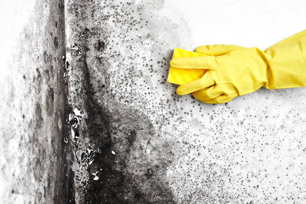 Best Fast Mold Removal  in Bnchard, LA