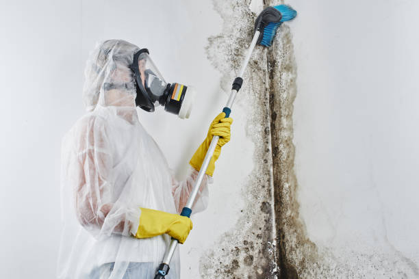Attic Mold Removal in Blanchard, LA