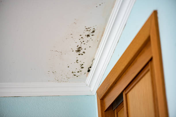 Mold Removal and Inspection in Blanchard, LA