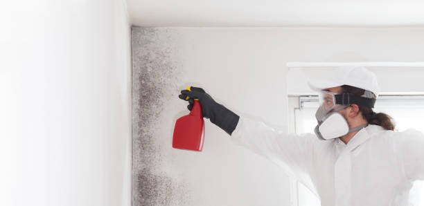 Best Mold Removal and Inspection  in Bnchard, LA