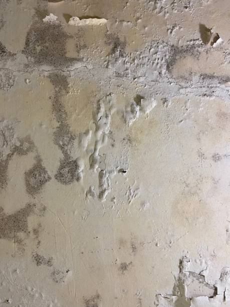 Best Mold Damage Repair  in Bnchard, LA