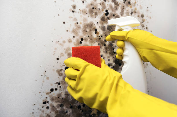 Best Certified Mold Removal  in Bnchard, LA