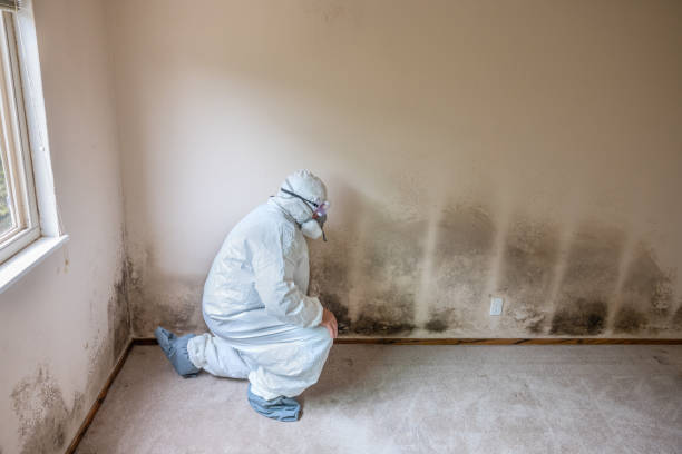 Best Residential Mold Removal  in Bnchard, LA