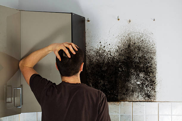 Best Black Mold Removal  in Bnchard, LA