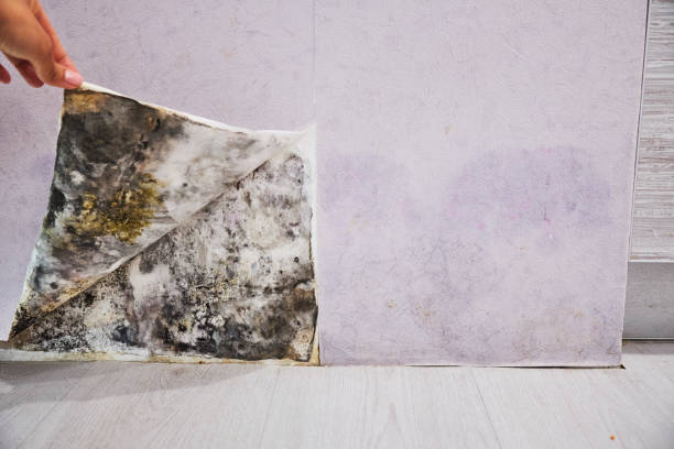 Blanchard, LA Mold Removal Company